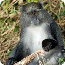 Samango Monkey